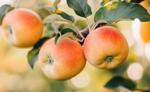 WAPA прогнозирует значительное сокращение урожая яблок в ЕС к 2026 году - agroexpert.md