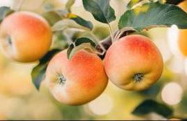 WAPA прогнозирует значительное сокращение урожая яблок в ЕС к 2026 году - agroexpert.md