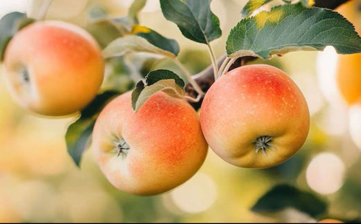 WAPA прогнозирует значительное сокращение урожая яблок в ЕС к 2026 году - agroexpert.md