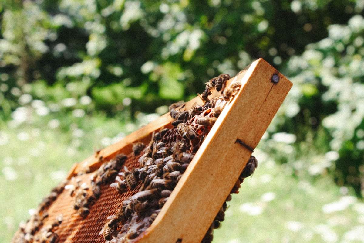 Apicultorii, invitați să descopere metode moderne de lucru la Leova - agroexpert.md