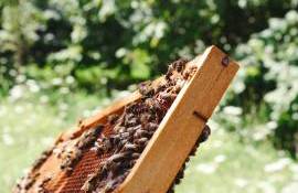 Apicultorii, invitați să descopere metode moderne de lucru la Leova - agroexpert.md