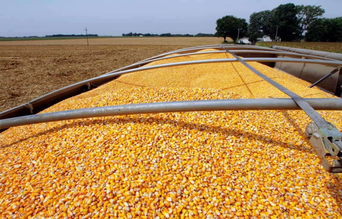 Западный маршрут начал формировать экспортные цены украинской кукурузы - agroexpert.md