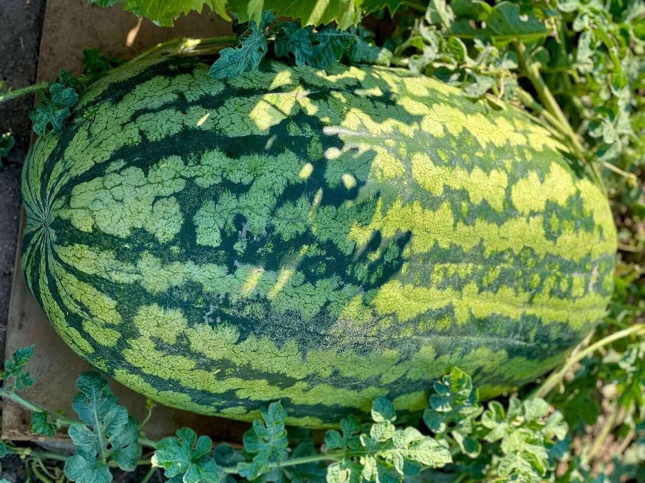 Record la Căușeni: un fermier a crescut un pepene de 74 kg - agroexpert.md
