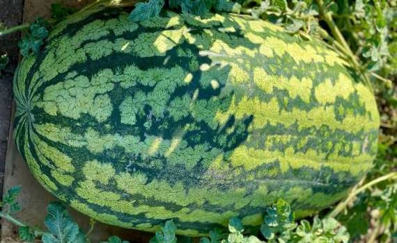 Record la Căușeni: un fermier a crescut un pepene de 74 kg - agroexpert.md