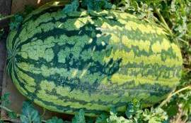 Record la Căușeni: un fermier a crescut un pepene de 74 kg - agroexpert.md