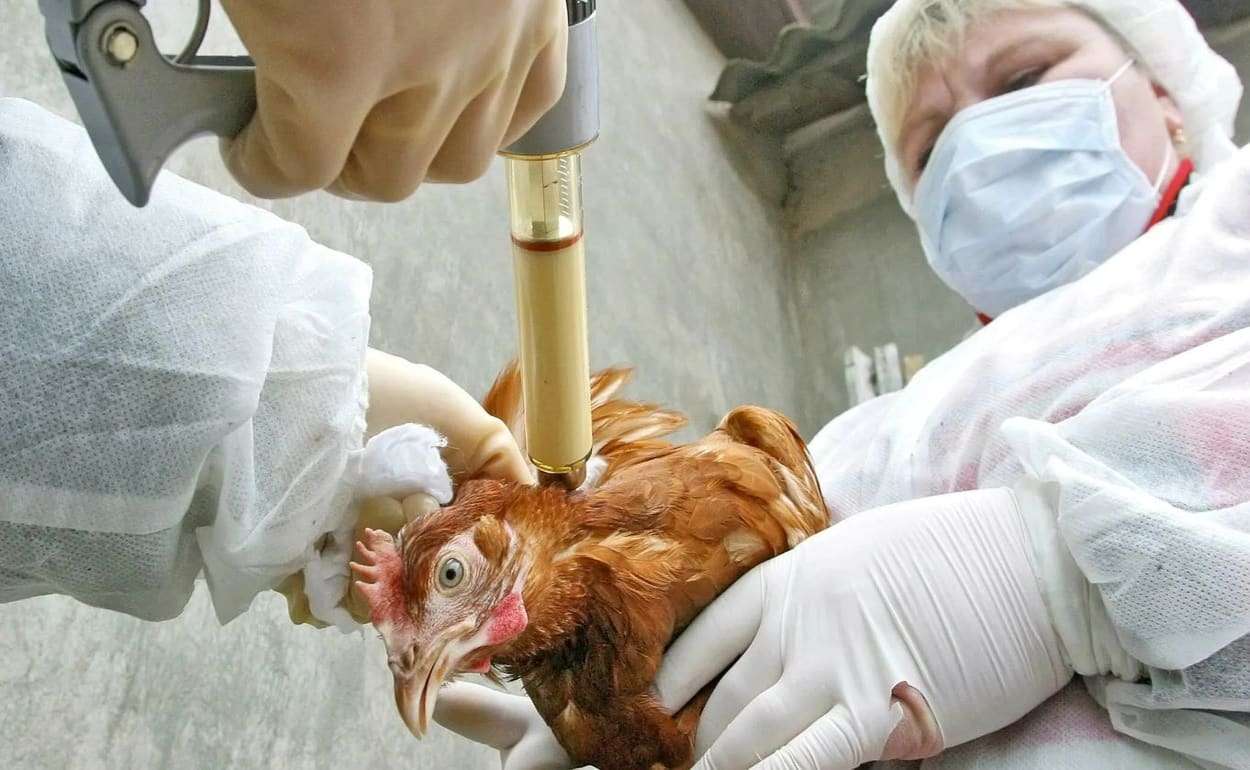 ЕС обновляет правила торговли вакцинами против птичьего гриппа - agroexpert.md