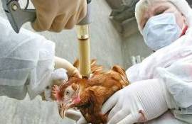 ЕС обновляет правила торговли вакцинами против птичьего гриппа - agroexpert.md
