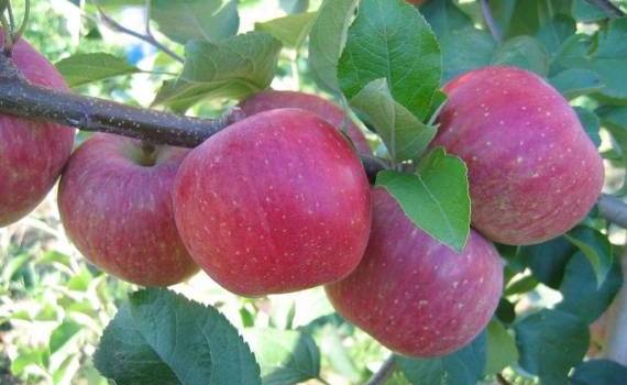 В Китае вывели новые сорта яблок с ароматом розы и длительным хранением - agroexpert.md
