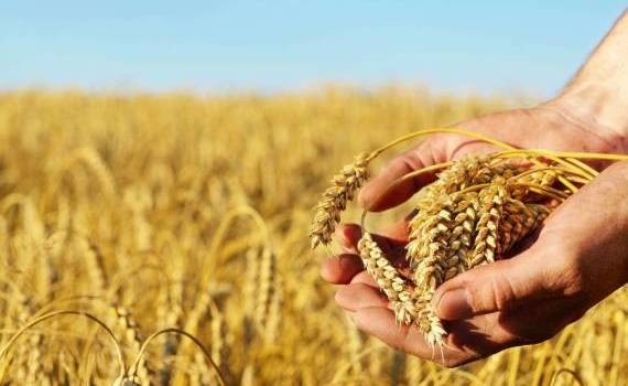 Importurile de grâu au devenit simbolice - agroexperrt.md