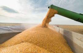 Clopote de protest? Fermierii condamnă reducerea tarifului pentru Ucraina - agroexpert.md