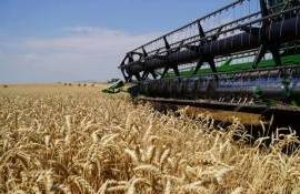 В Чехии ожидают рекордно низкий урожай за 14 лет из-за засухи - agroexpert.md