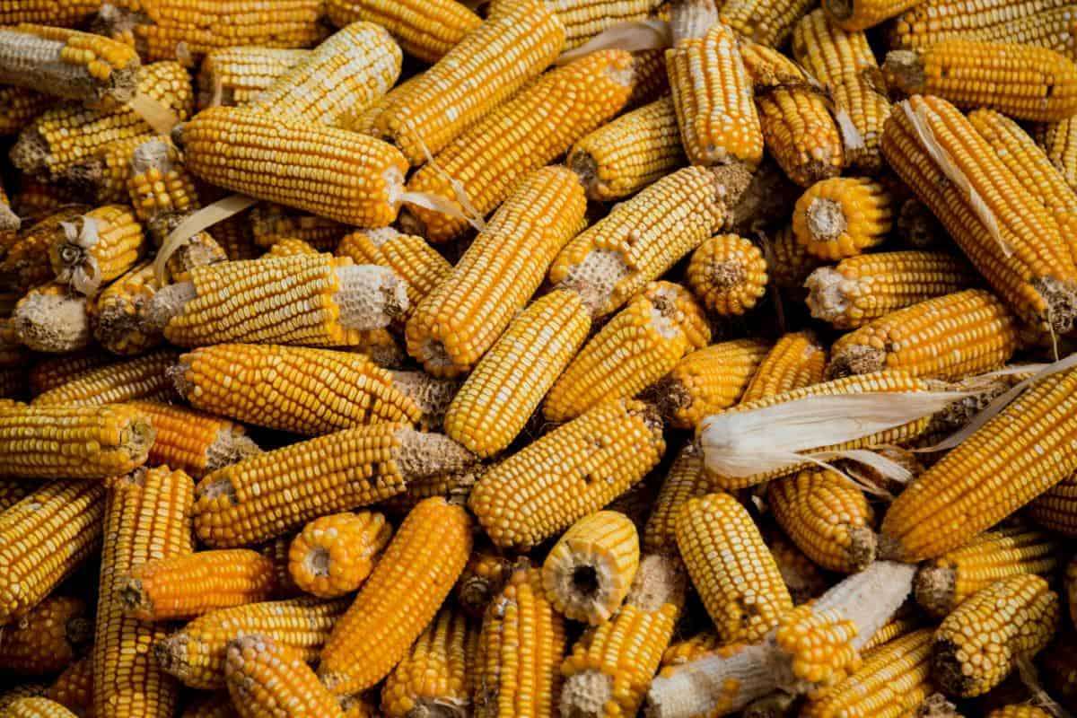 Exporturile de porumb s-au majorat - agroexpert.md