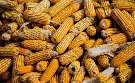 Exporturile de porumb s-au majorat - agroexpert.md