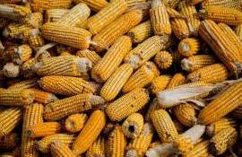 Exporturile de porumb s-au majorat - agroexpert.md