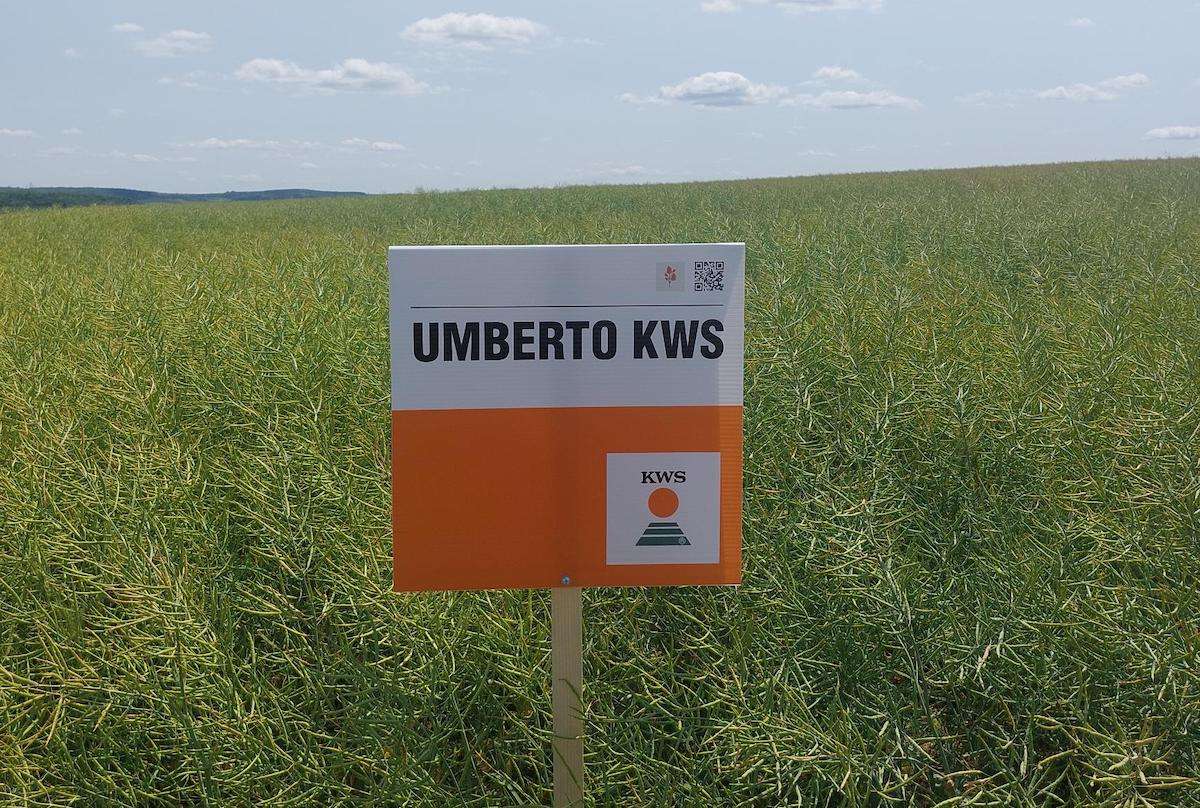 Umberto KWS, testat din nord până în sud - agroexpert.md