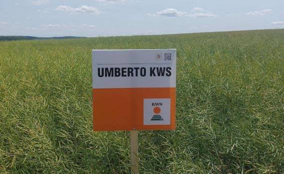 Umberto KWS, testat din nord până în sud - agroexpert.md