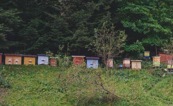 Transportul stupilor în pastoral: Ce reguli trebuie respectate - agroexpert.md