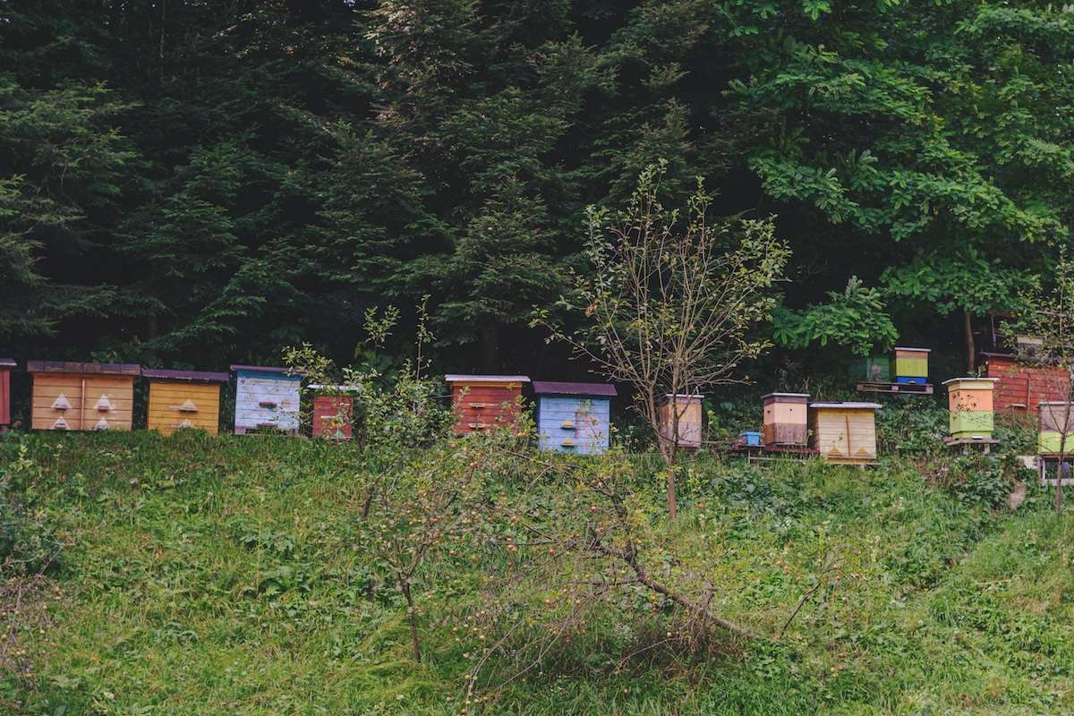 Transportul stupilor în pastoral: Ce reguli trebuie respectate - agroexpert.md