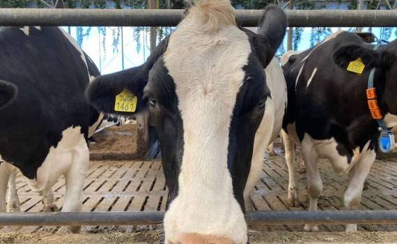Apelul pentru sprijinul producătorilor lapte, încheiat. Câte cereri au fost depuse - agroexpert.md