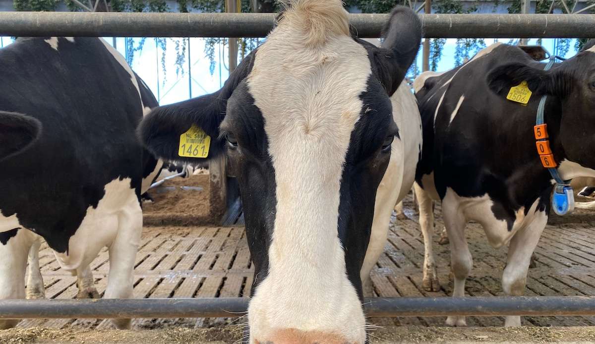 Apelul pentru sprijinul producătorilor lapte, încheiat. Câte cereri au fost depuse - agroexpert.md