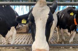 Apelul pentru sprijinul producătorilor lapte, încheiat. Câte cereri au fost depuse - agroexpert.md