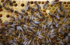 Producția de miere din R. Moldova a crescut de peste două ori - agroexpert.md