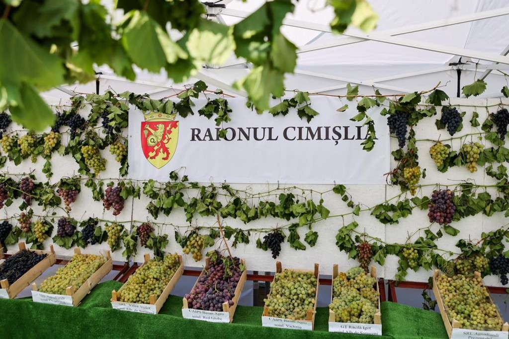 Festivalul Național al Strugurelui revine la Cimișlia. Agenda evenimentului - agroexpert.md