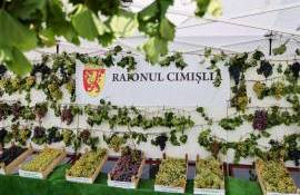 Festivalul Național al Strugurelui revine la Cimișlia. Agenda evenimentului - agroexpert.md
