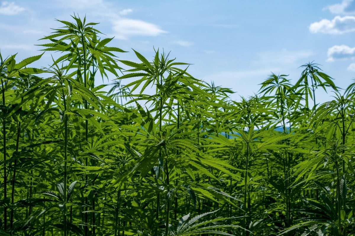 Avem voie să cultivăm cânepă dacă este un experiment științific?- agroexpert.md