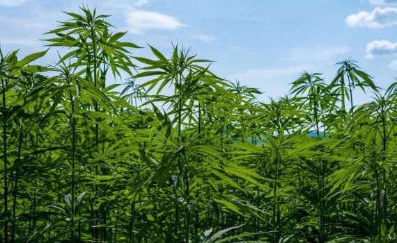 Avem voie să cultivăm cânepă dacă este un experiment științific?- agroexpert.md