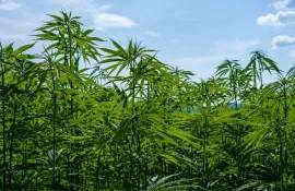 Avem voie să cultivăm cânepă dacă este un experiment științific?- agroexpert.md