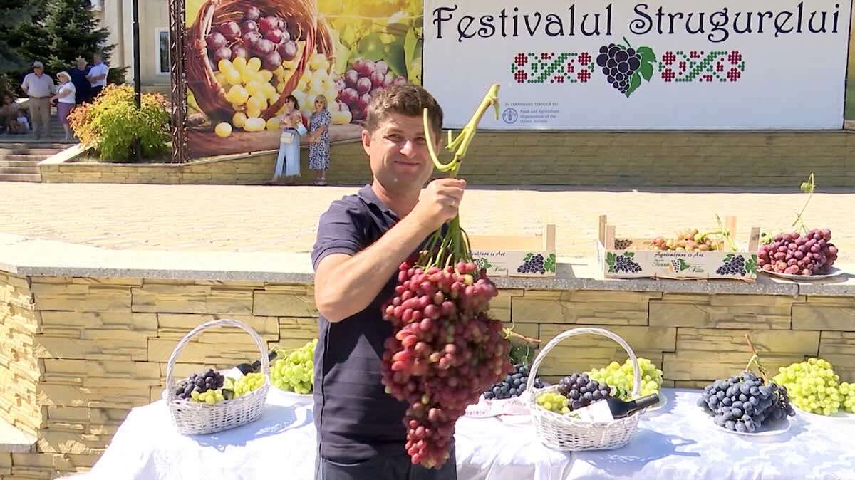Strugure de aproape 4 kg: Cum îl cultivă Dumitru Mihov - agroexpert.md