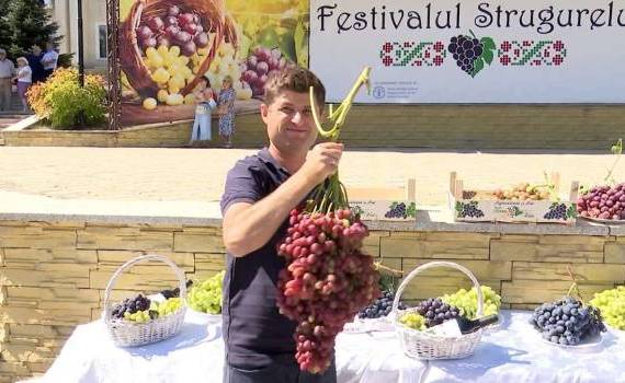 Strugure de aproape 4 kg: Cum îl cultivă Dumitru Mihov - agroexpert.md