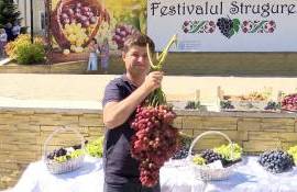 Strugure de aproape 4 kg: Cum îl cultivă Dumitru Mihov - agroexpert.md