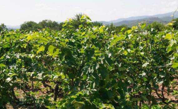 Sergiu Tutovan: Schimbările climatice aduc noi dăunători în vii - agroexpert.md