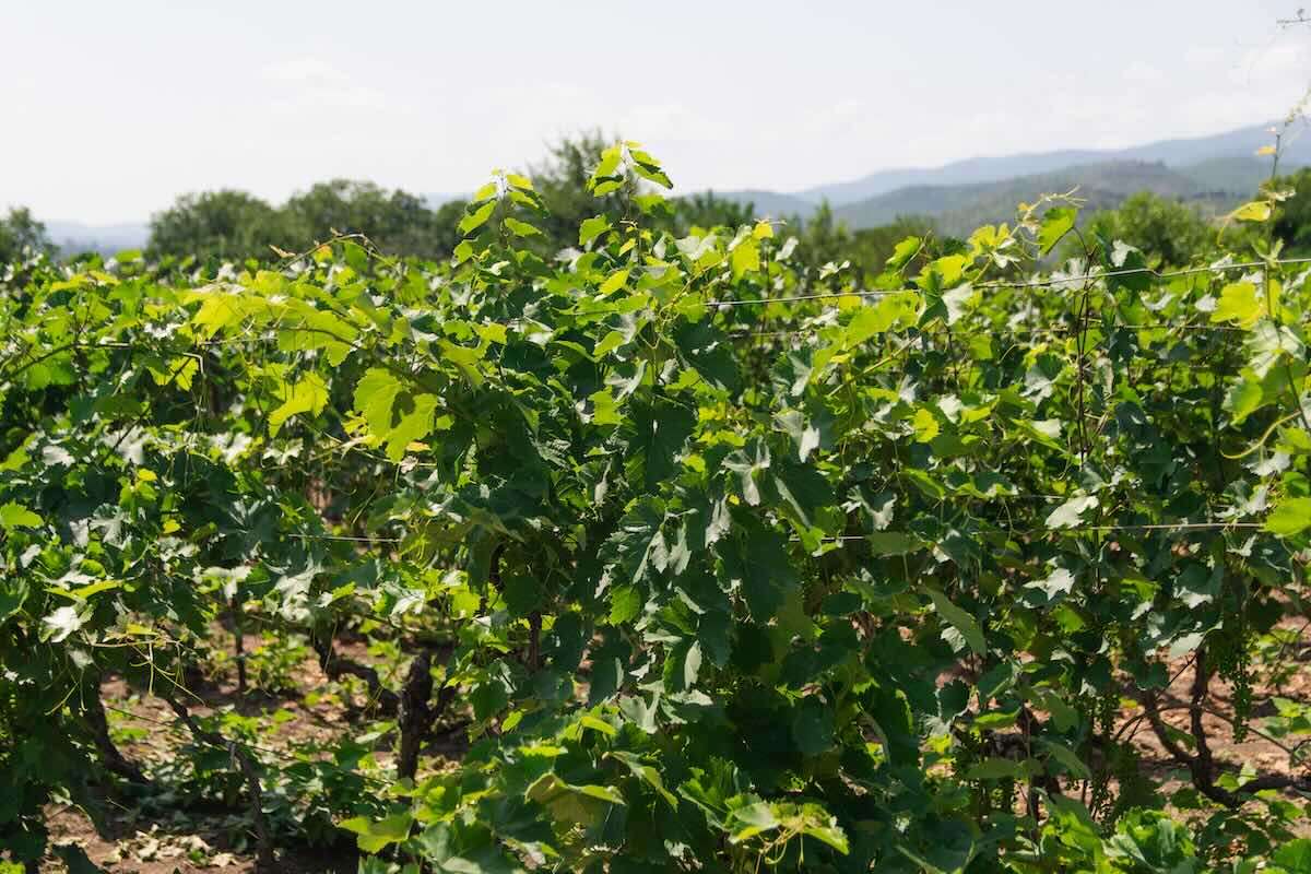 Sergiu Tutovan: Schimbările climatice aduc noi dăunători în vii - agroexpert.md