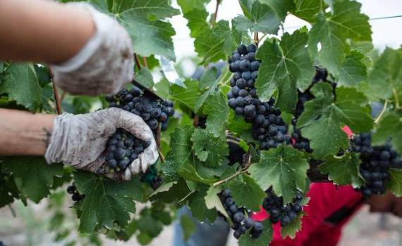 Recolta de struguri pentru vin - agroexpert.md