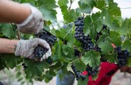 Recolta de struguri pentru vin - agroexpert.md
