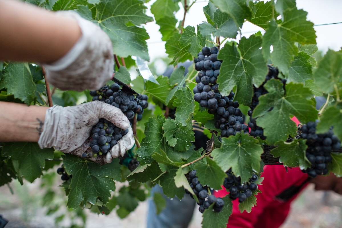 Recolta de struguri pentru vin - agroexpert.md