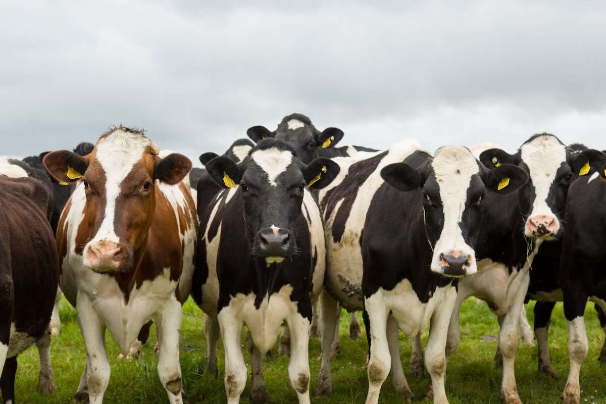 Un registru genealogic va urmări evoluția bovinelor Holstein din R. Moldova - agroexpert.md