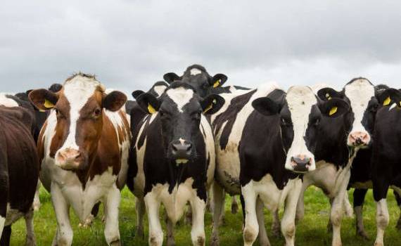 Un registru genealogic va urmări evoluția bovinelor Holstein din R. Moldova - agroexpert.md