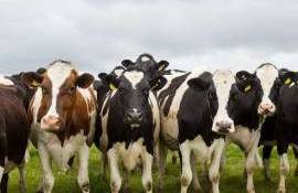 Un registru genealogic va urmări evoluția bovinelor Holstein din R. Moldova - agroexpert.md