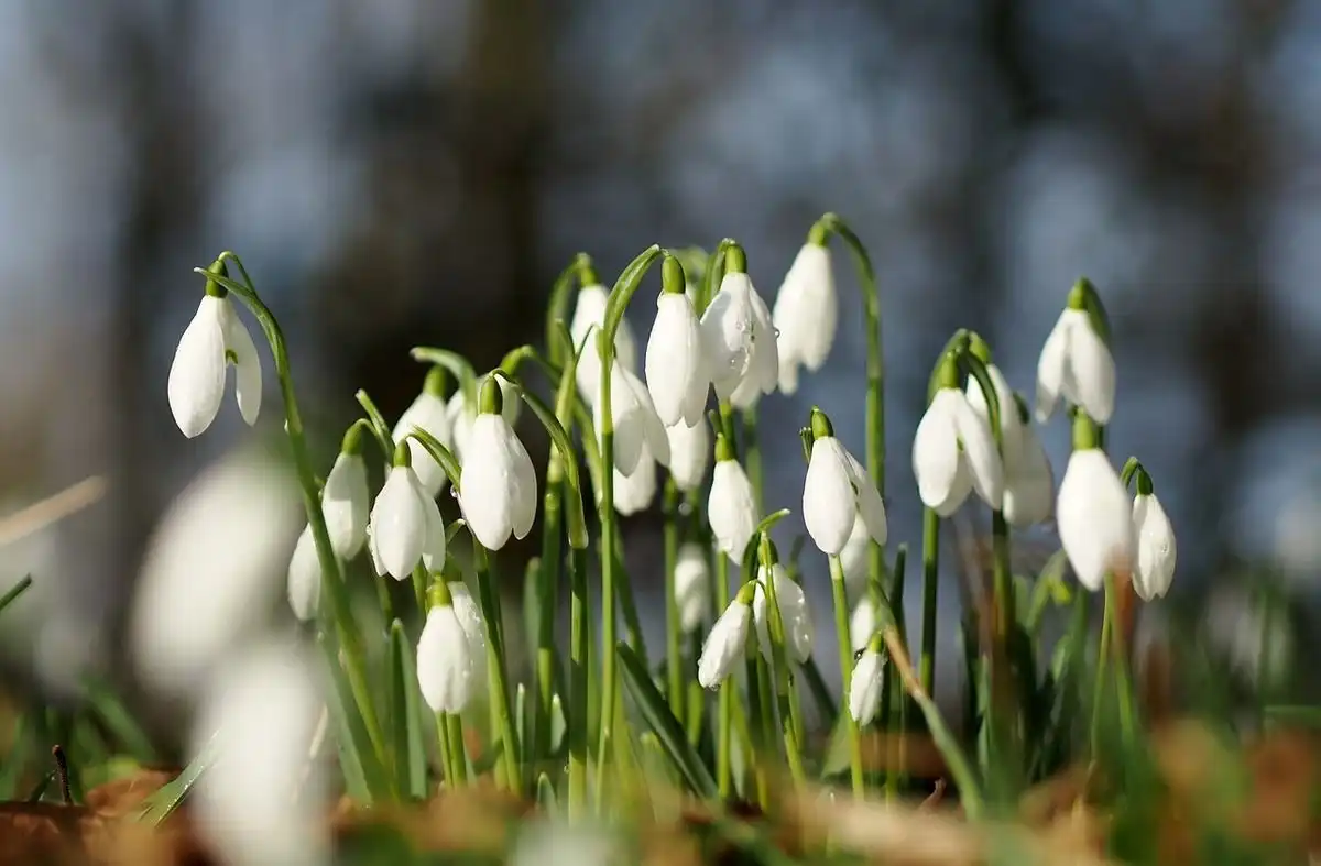 Temperaturile de primăvară contribuie la înflorirea ghioceilor