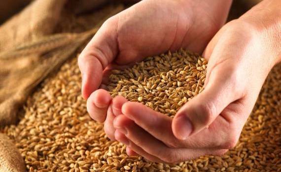  Importurile de cereale vor fi licențiate doar până la 31 octombrie - agroexpert.md