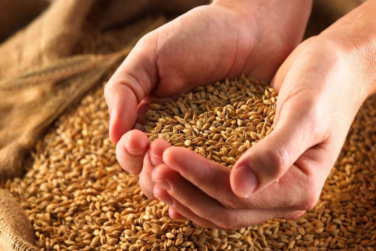  Importurile de cereale vor fi licențiate doar până la 31 octombrie - agroexpert.md