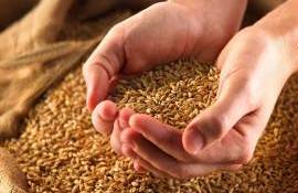 Importurile de cereale vor fi licențiate doar până la 31 octombrie - agroexpert.md