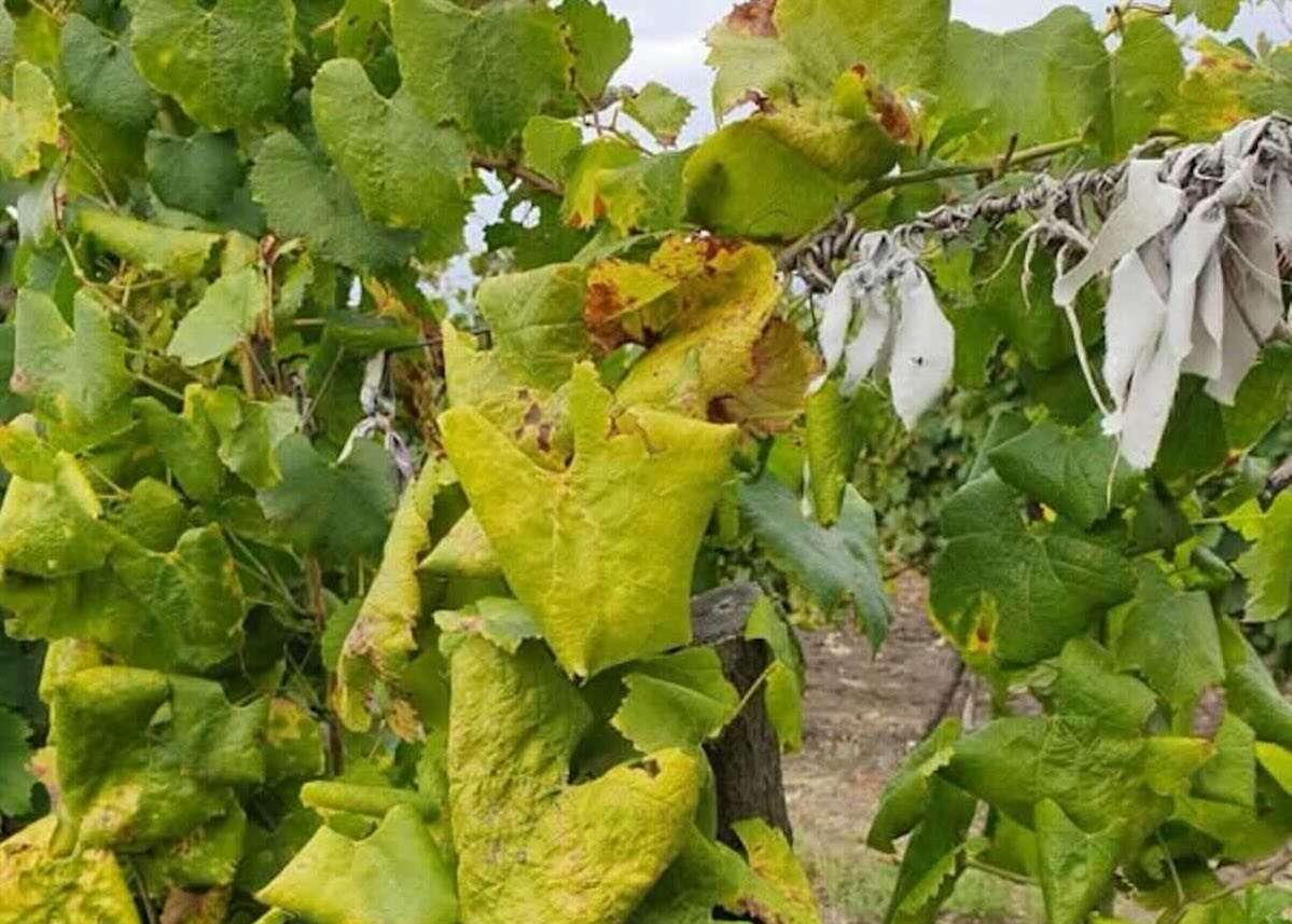 Organism de carantină, depistat în plantațiile viticole din R. Moldova