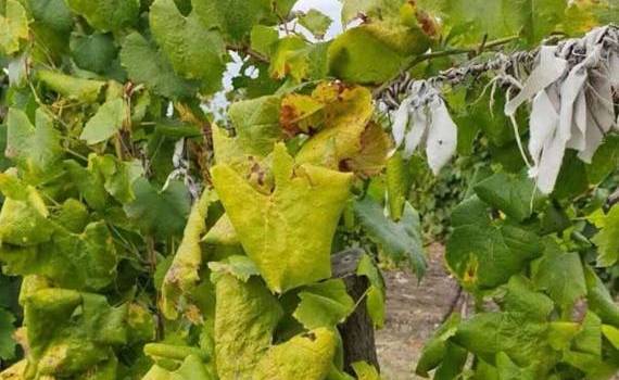 Organism de carantină, depistat în plantațiile viticole din R. Moldova