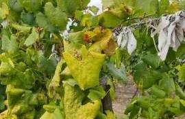 Organism de carantină, depistat în plantațiile viticole din R. Moldova