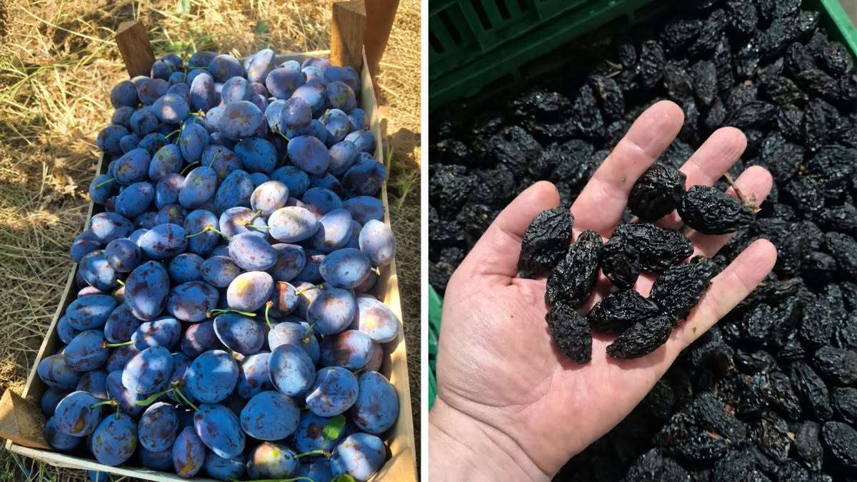 De la producția de prune la export: o afacere extinsă cu sprijin IFAD - agroexpert.md